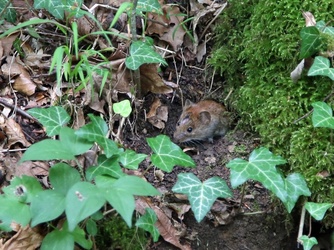 Oft sieht man am Wegesrand kleine Waldbewohner Oft sieht man am Wegesrand kleine Waldbewohner
